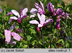 Magnolia Susan
