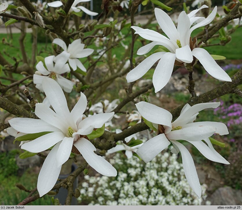 Magnolia ×loebneri Donna