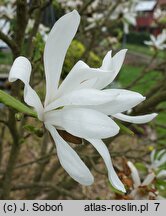 Magnolia ×loebneri Donna