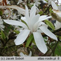 Magnolia ×loebneri Donna