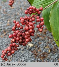 Smilacina racemosa (majówka groniasta)