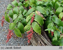 Smilacina racemosa (majówka groniasta)