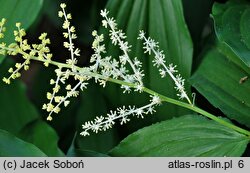 Smilacina racemosa (majówka groniasta)