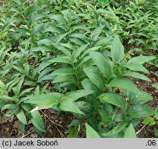 Smilacina stellata (majówka gwiazdkowata)