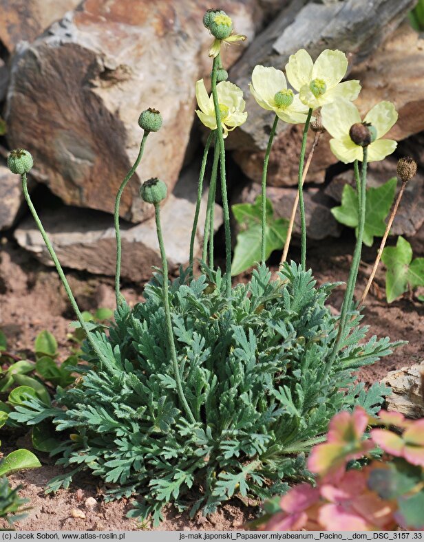 Papaver miyabeanum