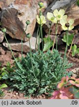 Papaver miyabeanum