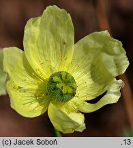 Papaver miyabeanum