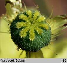 Papaver miyabeanum