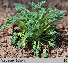 Papaver miyabeanum