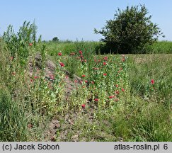 Papaver somniferum (mak lekarski)