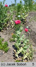 Papaver somniferum (mak lekarski)