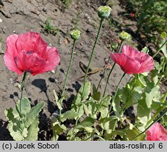 Papaver somniferum (mak lekarski)