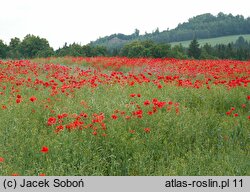 Papaver rhoeas (mak polny)