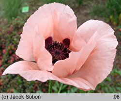 Papaver orientale Prinzessin Victoria Louise