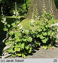 Alcea rosea (malwa różowa)