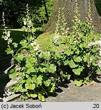 Alcea rosea (malwa różowa)