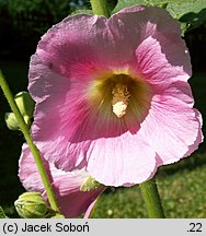 Alcea rosea (malwa różowa)