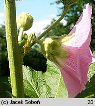 Alcea rosea (malwa różowa)