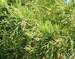 Sequoiadendron giganteum