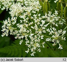 Myrrhis odorata (marchewnik anyżowy)