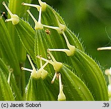 Myrrhis odorata (marchewnik anyżowy)