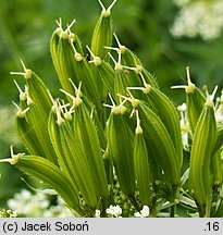 Myrrhis odorata (marchewnik anyżowy)