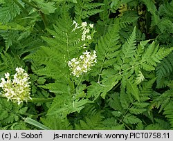 Myrrhis odorata (marchewnik anyżowy)