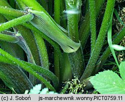 Myrrhis odorata (marchewnik anyżowy)