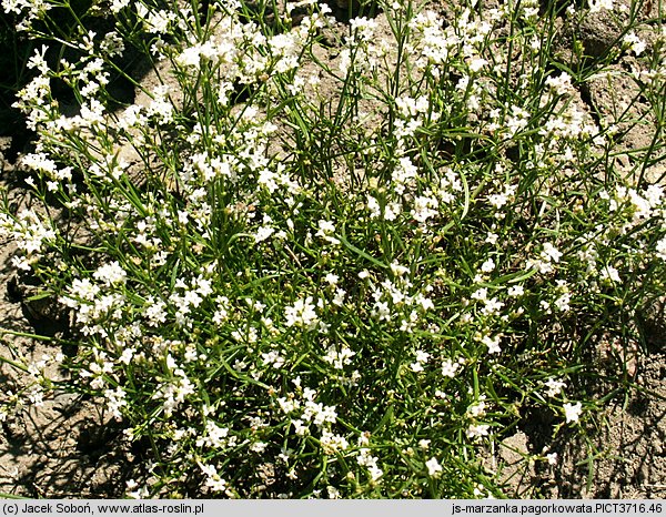 Asperula cynanchica