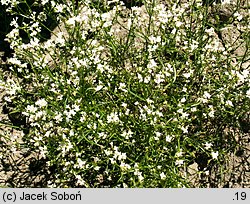 Asperula cynanchica