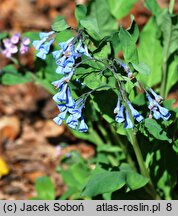 Mertensia virginica (mertensja wirginijska)