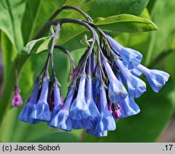 Mertensia virginica (mertensja wirginijska)