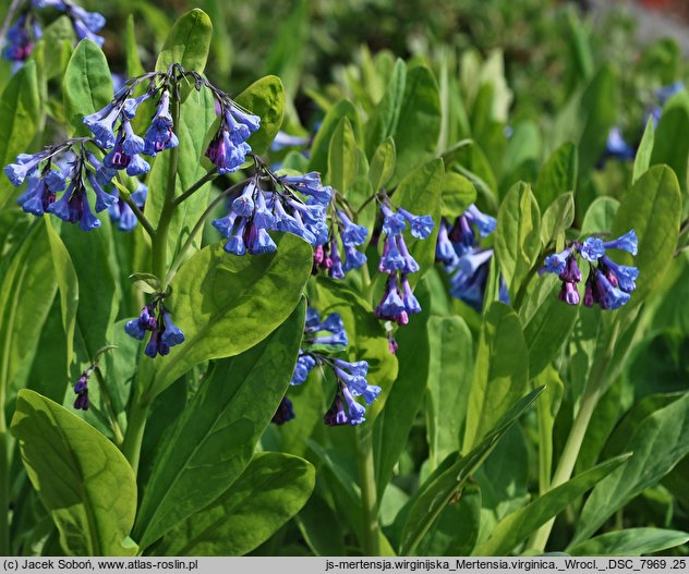 Mertensia virginica (mertensja wirginijska)