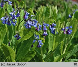 Mertensia virginica (mertensja wirginijska)