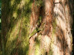 Metasequoia glyptostroboides