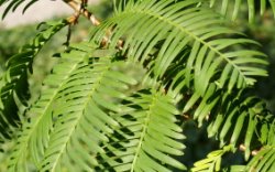 Metasequoia glyptostroboides