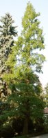 Metasequoia glyptostroboides