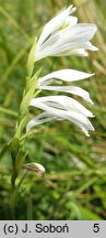 Gladiolus imbricatus (mieczyk dachówkowaty)