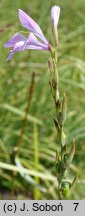 Gladiolus imbricatus (mieczyk dachówkowaty)