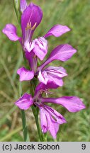 Gladiolus imbricatus (mieczyk dachówkowaty)