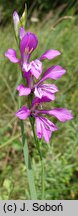 Gladiolus imbricatus (mieczyk dachówkowaty)