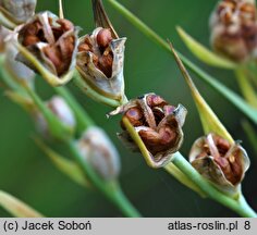 Gladiolus imbricatus (mieczyk dachówkowaty)