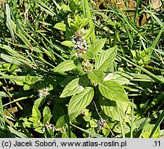 Mentha arvensis (mięta polna)