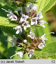 Mentha arvensis (mięta polna)