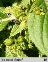 Mentha arvensis (mięta polna)