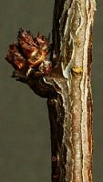 Prunus triloba