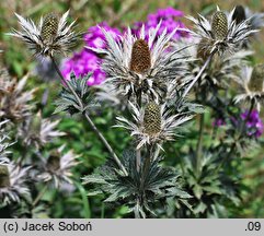 Eryngium alpinum (mikołajek alpejski)