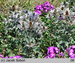 Eryngium alpinum (mikołajek alpejski)