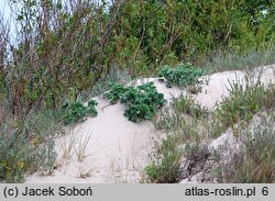 Eryngium maritimum (mikołajek nadmorski)