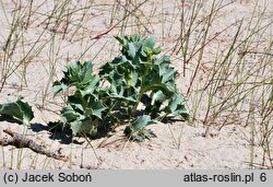 Eryngium maritimum (mikołajek nadmorski)